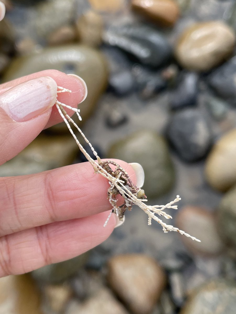 sameko71's tweet image. いろいろななにか