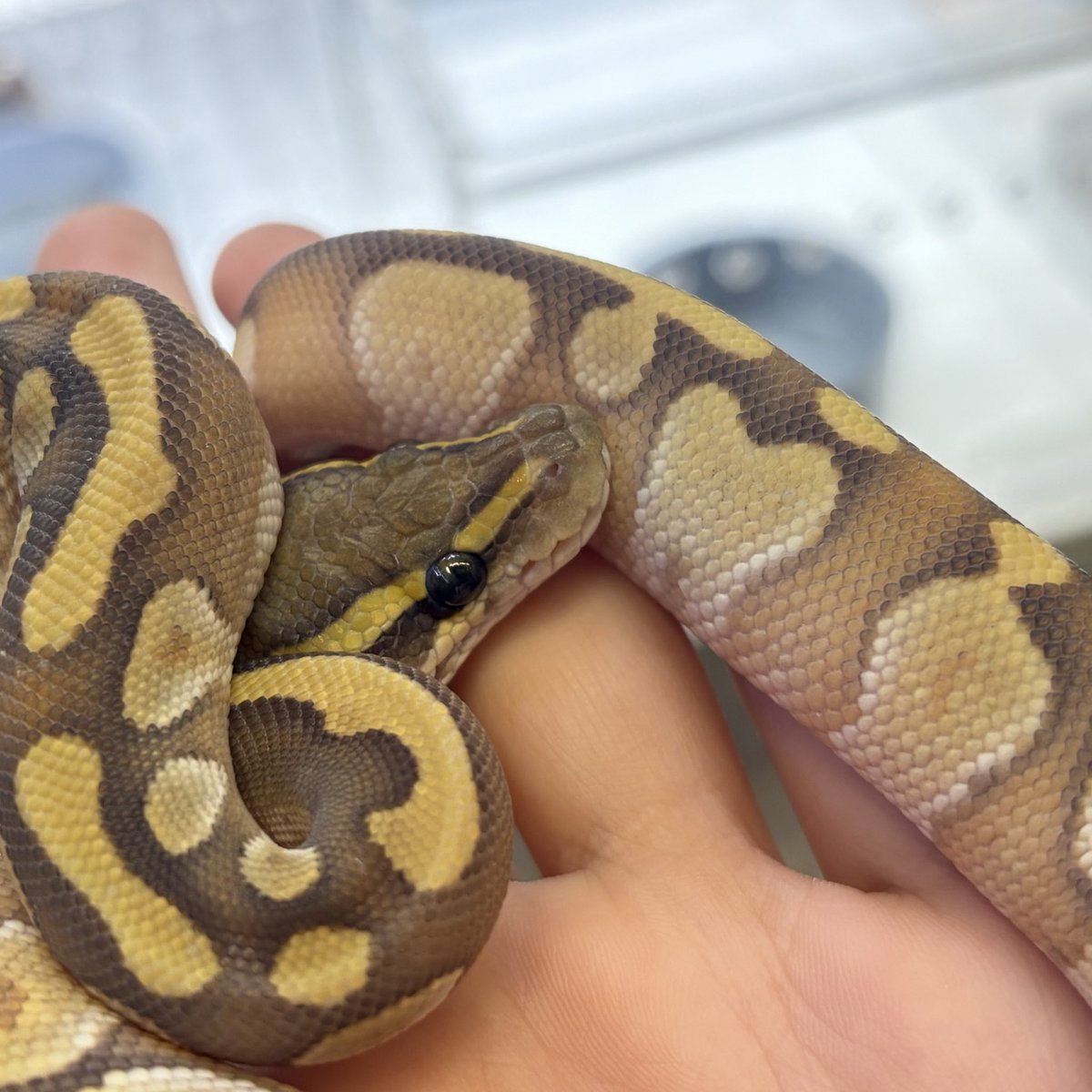 ボールパイソン
モハべエンチゴースト ♂

個人的オススメポイントは
体のいろんなところにある
ハート模様です🐍🫶

ご家族募集中です‼️
 #ボールパイソン