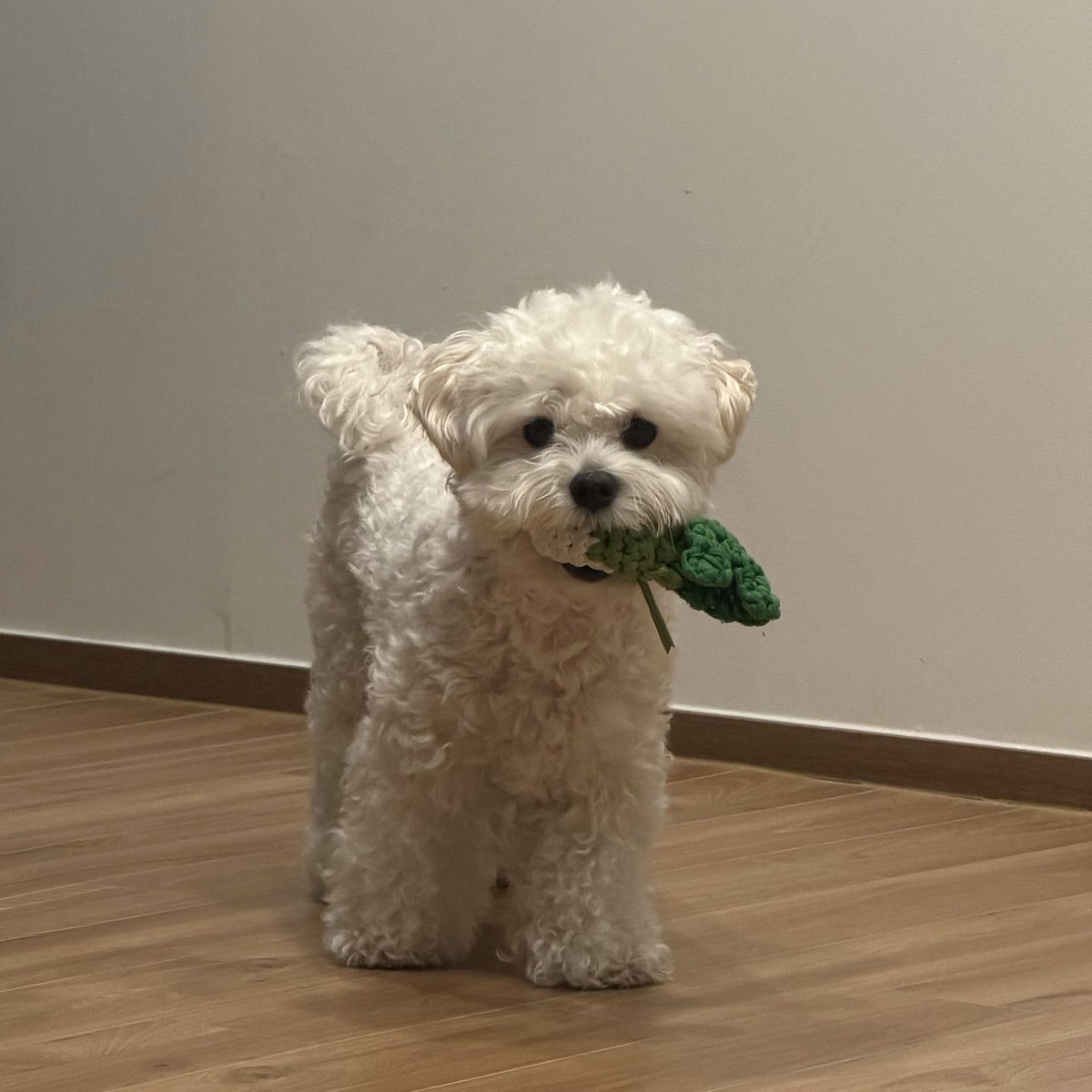 쓔 tweet media