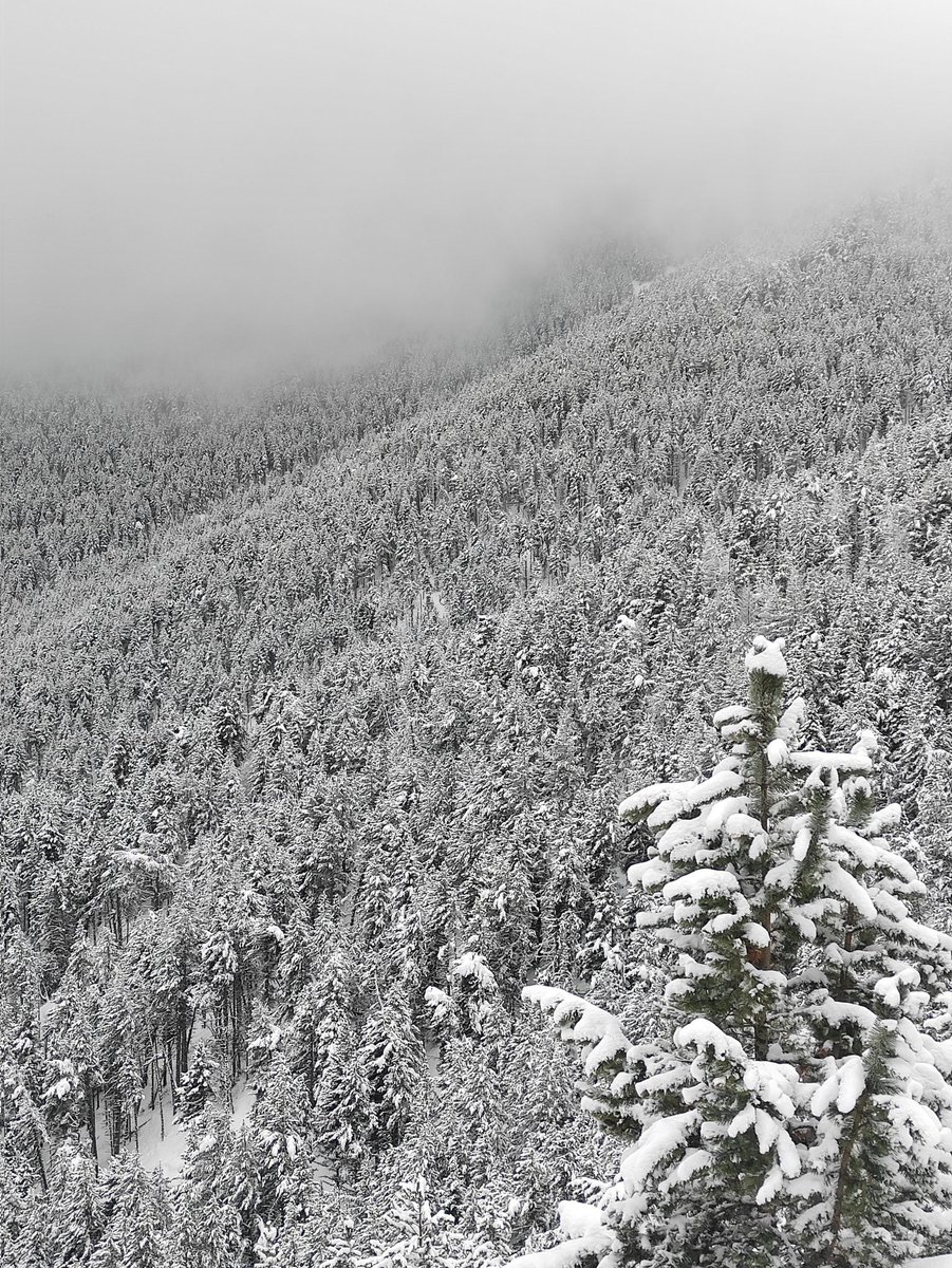 NaturaLlibres tweet media