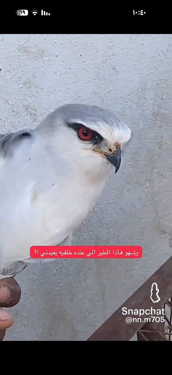 majed_s_a_503 tweet media