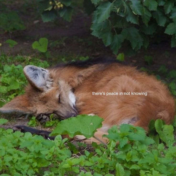 caninepoetry (@caninepoetry_) on Twitter photo 