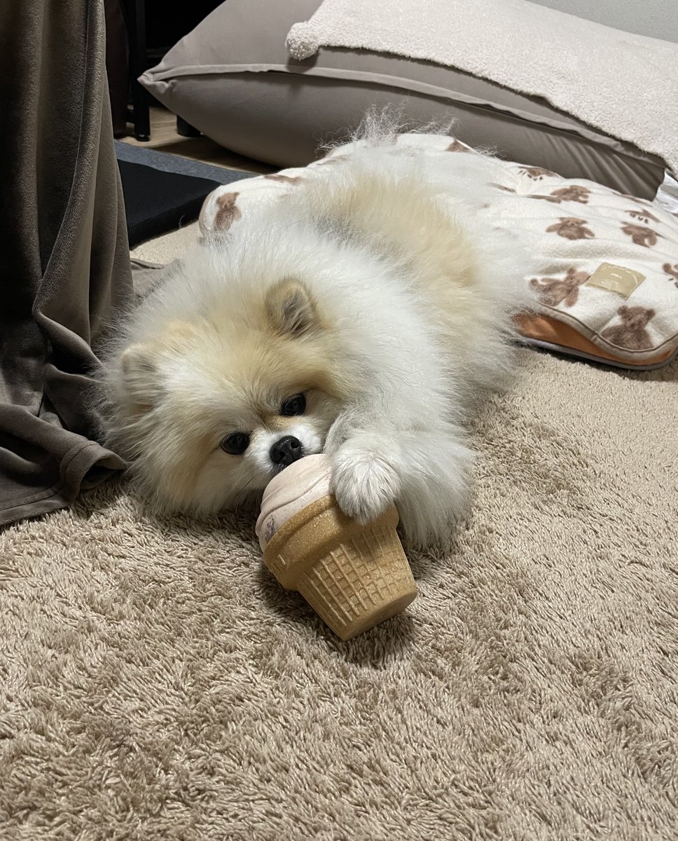 ちくわ(ぽめ) (@chikuwa_pome222) / Posts / X