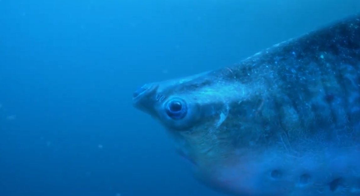 ヤマタノオロチ (@oroti0) / Posts / X