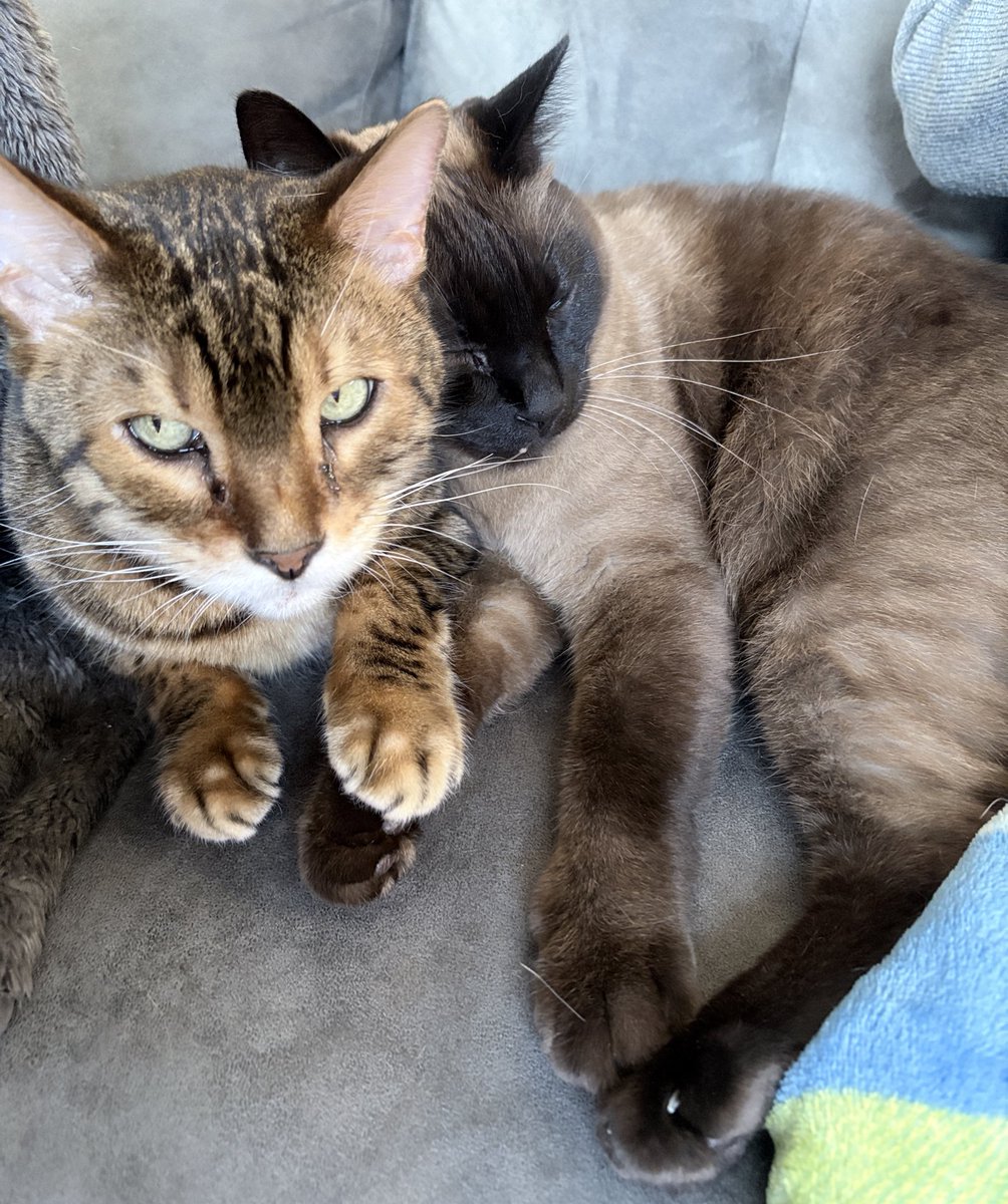 NEKOYUME_KOBO's tweet photo. 仲良しだね( ◜ᴗ¯)(¯ᴗ◝ )

 #ねこのいる生活  #猫のいる暮らし https://t.co/n7dEh8UA0p