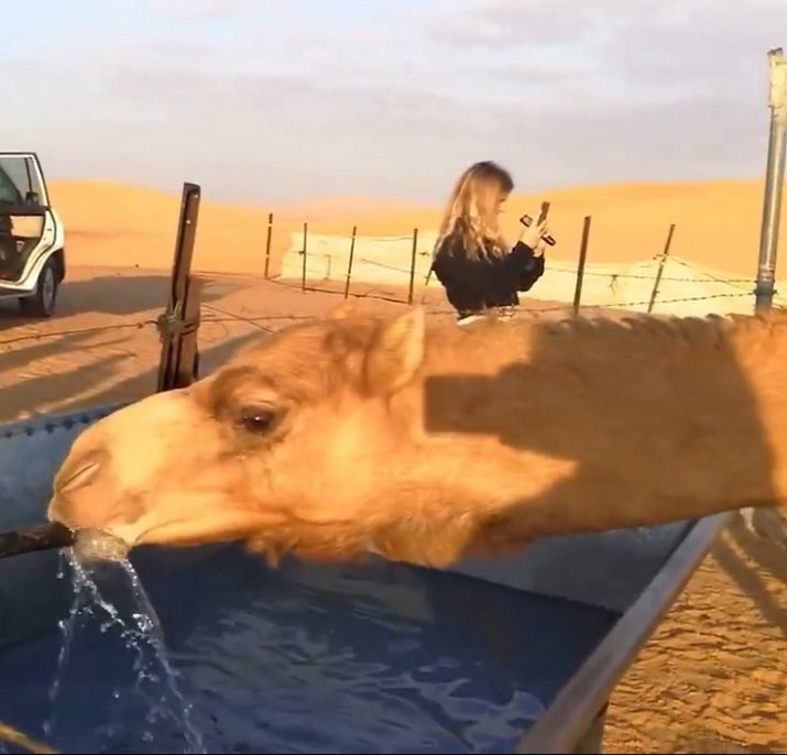 강아지에서 염소, 낙타, 고래로 이어지는 인용들 너무 귀여움