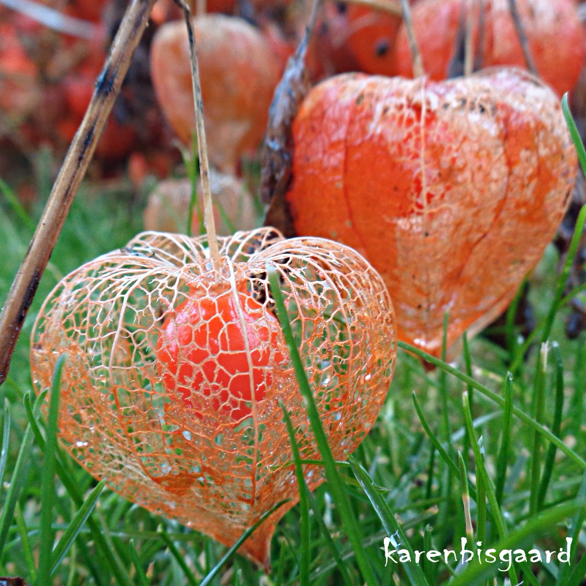 KarenBisgaard1's tweet image. karensnaturephotography.blogspot.com/2026/01/decayi…
#groundcherry #seedheads #naturephotography