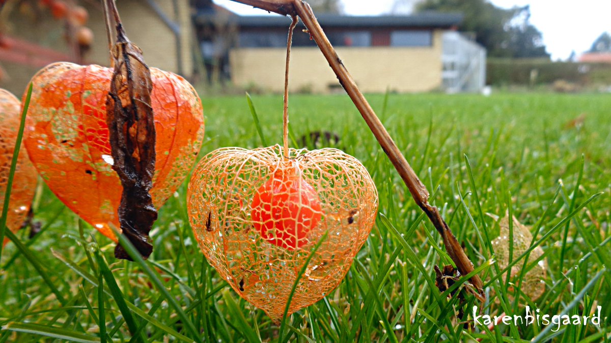 KarenBisgaard1's tweet image. karensnaturephotography.blogspot.com/2026/01/decayi…
#groundcherry #seedheads #naturephotography