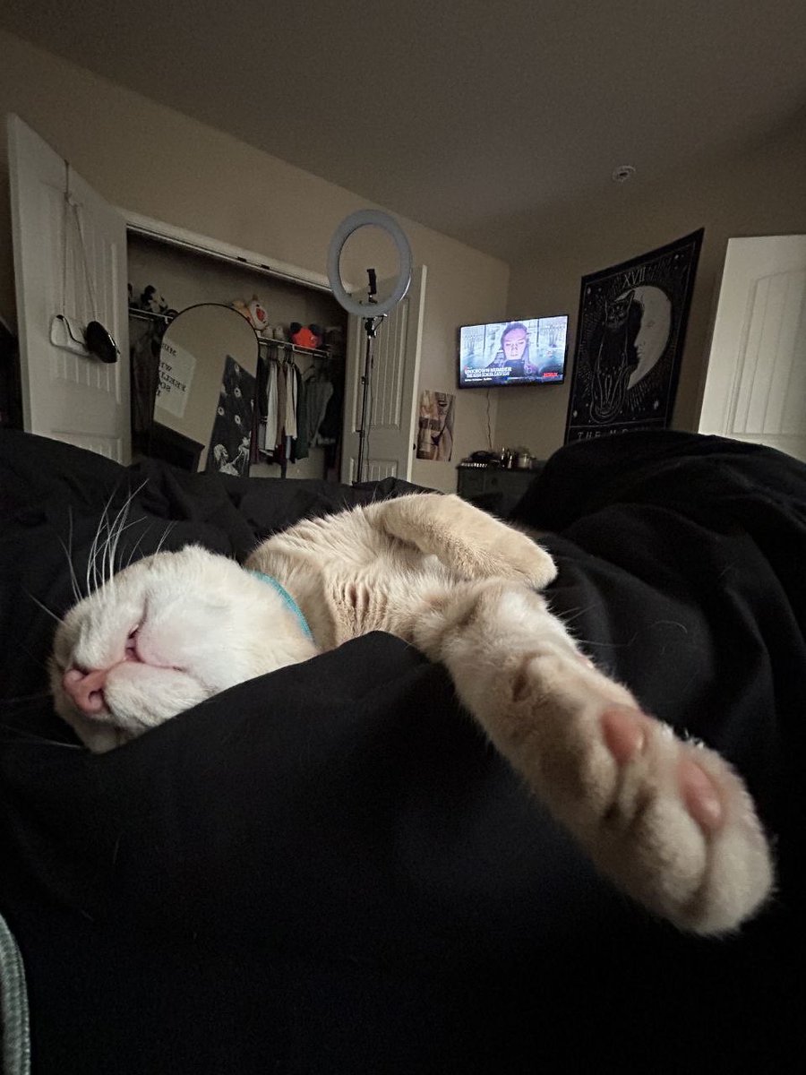 My cat > my everything