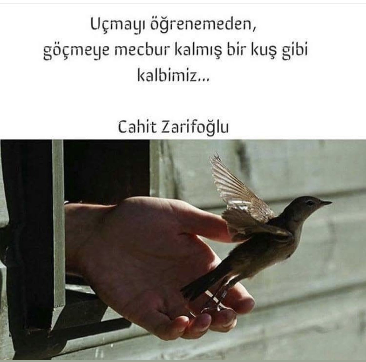 Uçmayı öğrenmeden, göçmeye mecbur kalmış bir kuş gibi kalbimiz.

Cahit Zarifoğlu