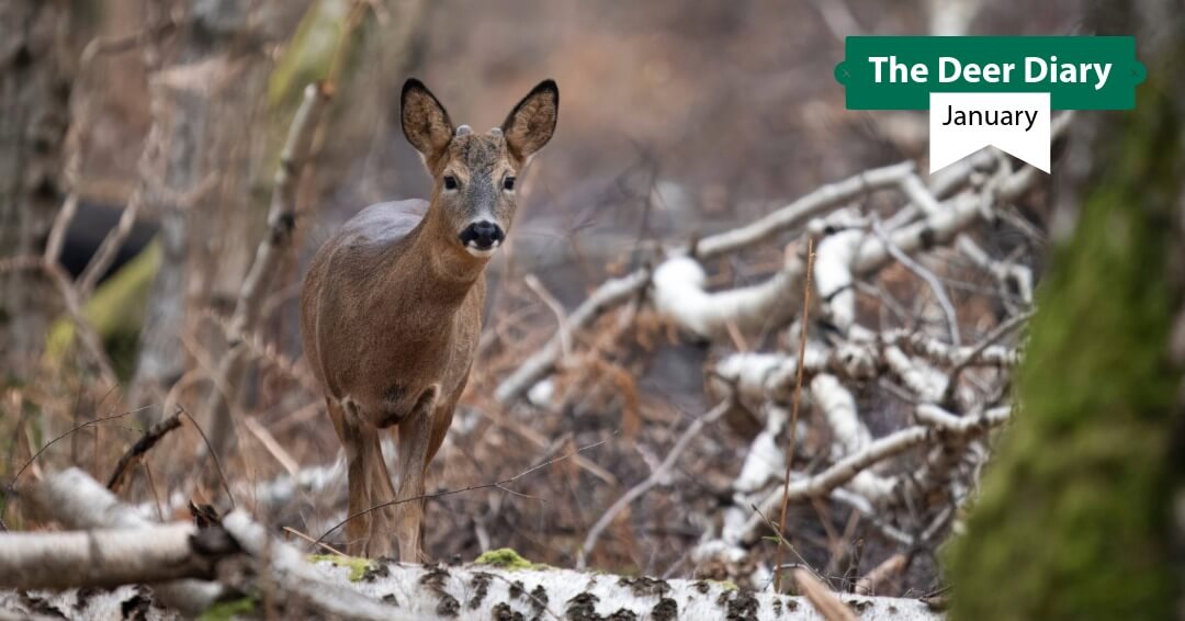 British Deer Society (BDS) tweet media