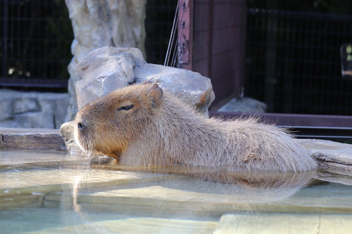 🐘もんじろう🦣 (@Mon_Z_Row) / Posts / X