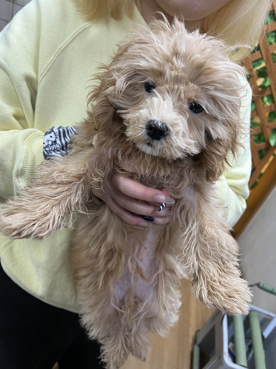 マルプー　キラキラの方 ✨仲間入り✨】 可愛らしいマルプーくんきてくれました(৹ᵒ̴̶̷᷄