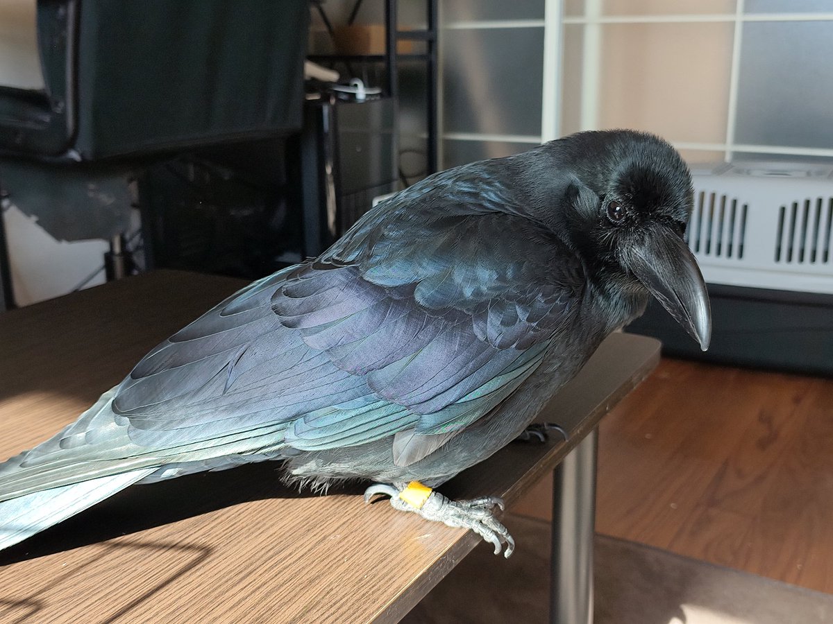 ____MizoRe's tweet image. これがカラスの濡羽色