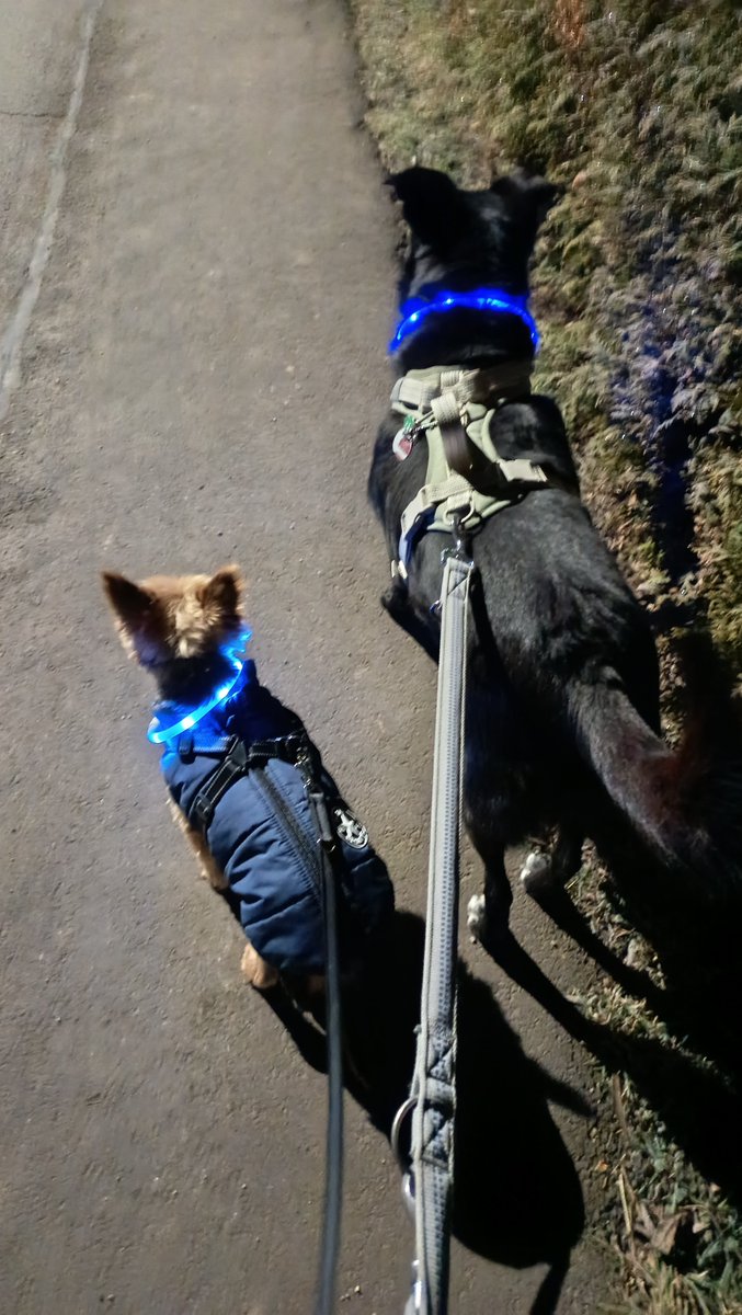 Heute früh ganz vergessen... 

Morgens Viertel nach sechs in Deutschland

#BettyundBenny #Gassigehen #Hunde