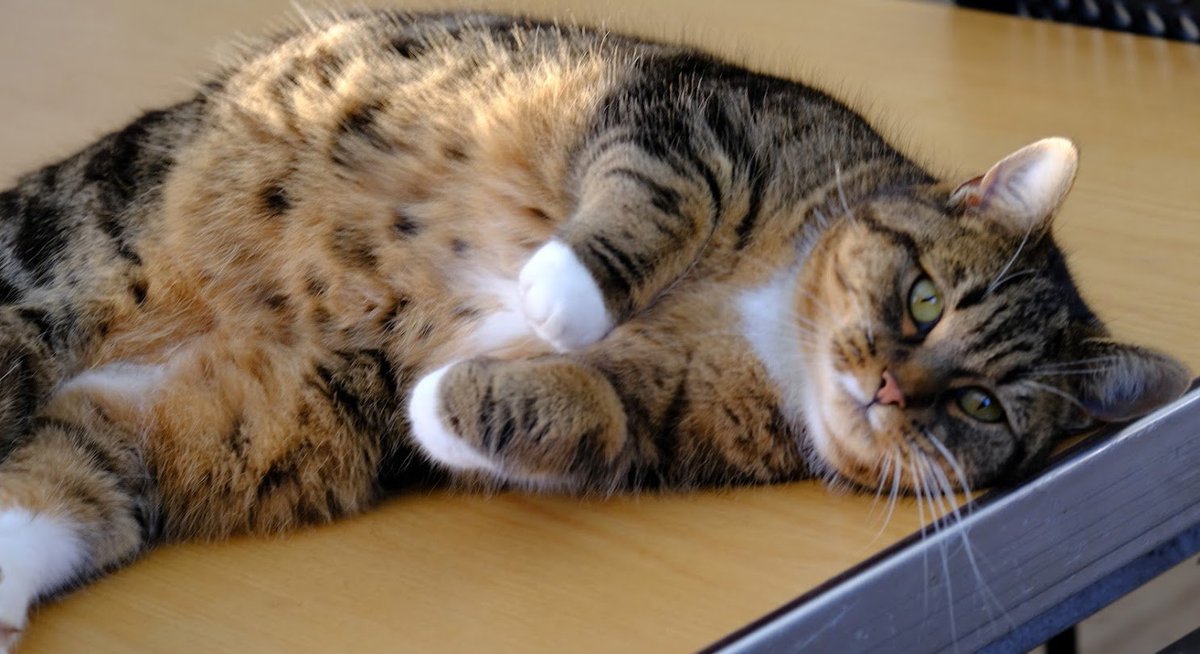 Robert Allotment cat,now helped by Janet & Amanda tweet media