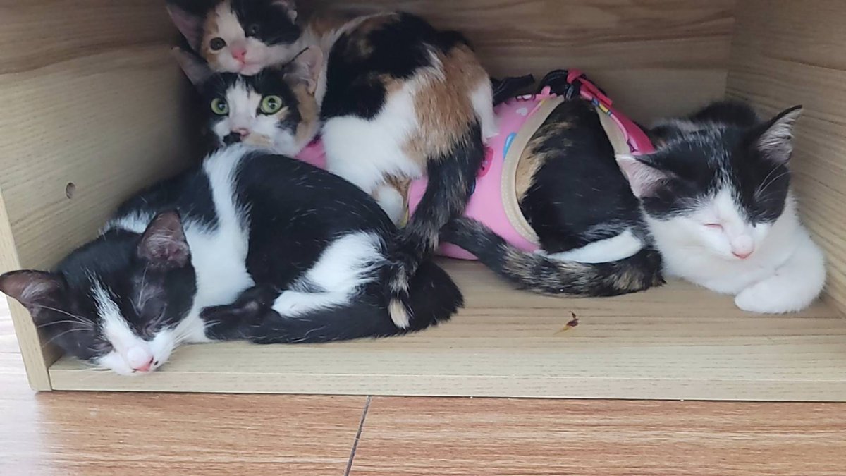 MaewHelpMaew's tweet image. อัพเดทค่ะ : เจ้ามะไฟ มังคุด มะระ และคุณแม่มะปราง
ได้เดินทางขึ้นรถไฟมาพร้อมหน้าพร้อมตากันหมดเลย งือ 
🚂รถไฟขบวนนี้ไม่ต้องทิ้งใครไว้ข้างหลังแล้ว เย้ 

🙏ขอบคุณพี่ๆ ที่ติดตาม และ Support น้องๆ มาตลอด หลังจากนี้ไม่ต้องเป็นแมวจรอีกต่อไปแล้ว 

#ทาสแมว #แมวจรหาบ้าน #Catforadoption