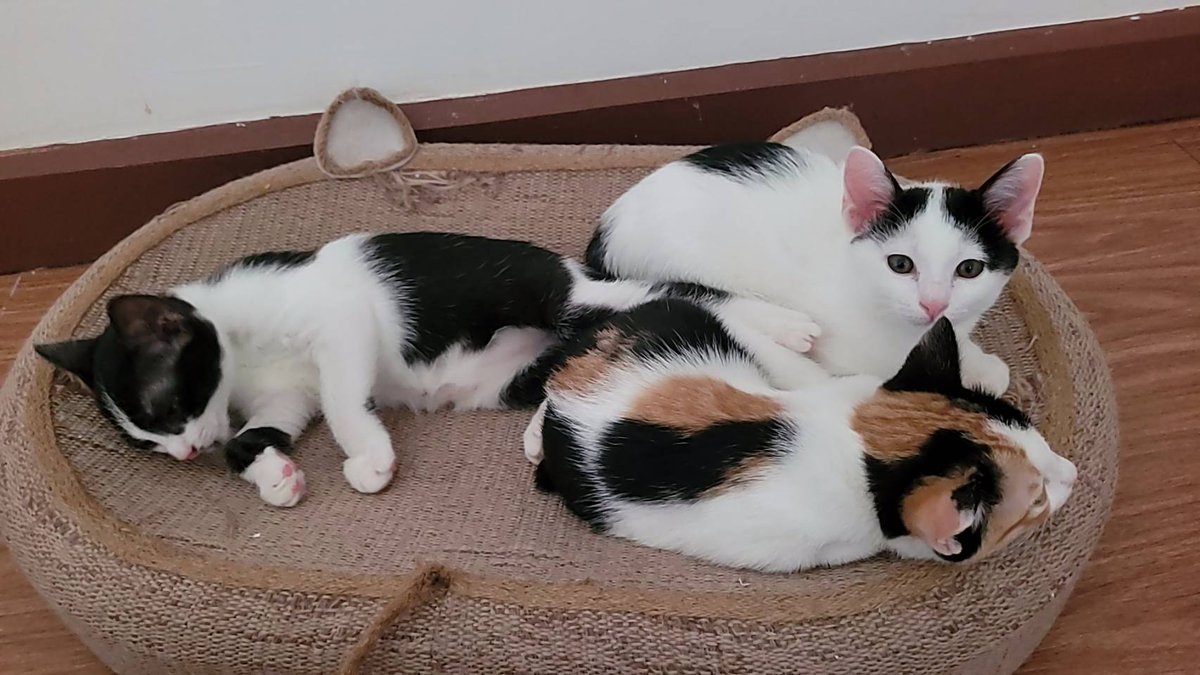 MaewHelpMaew's tweet image. อัพเดทค่ะ : เจ้ามะไฟ มังคุด มะระ และคุณแม่มะปราง
ได้เดินทางขึ้นรถไฟมาพร้อมหน้าพร้อมตากันหมดเลย งือ 
🚂รถไฟขบวนนี้ไม่ต้องทิ้งใครไว้ข้างหลังแล้ว เย้ 

🙏ขอบคุณพี่ๆ ที่ติดตาม และ Support น้องๆ มาตลอด หลังจากนี้ไม่ต้องเป็นแมวจรอีกต่อไปแล้ว 

#ทาสแมว #แมวจรหาบ้าน #Catforadoption