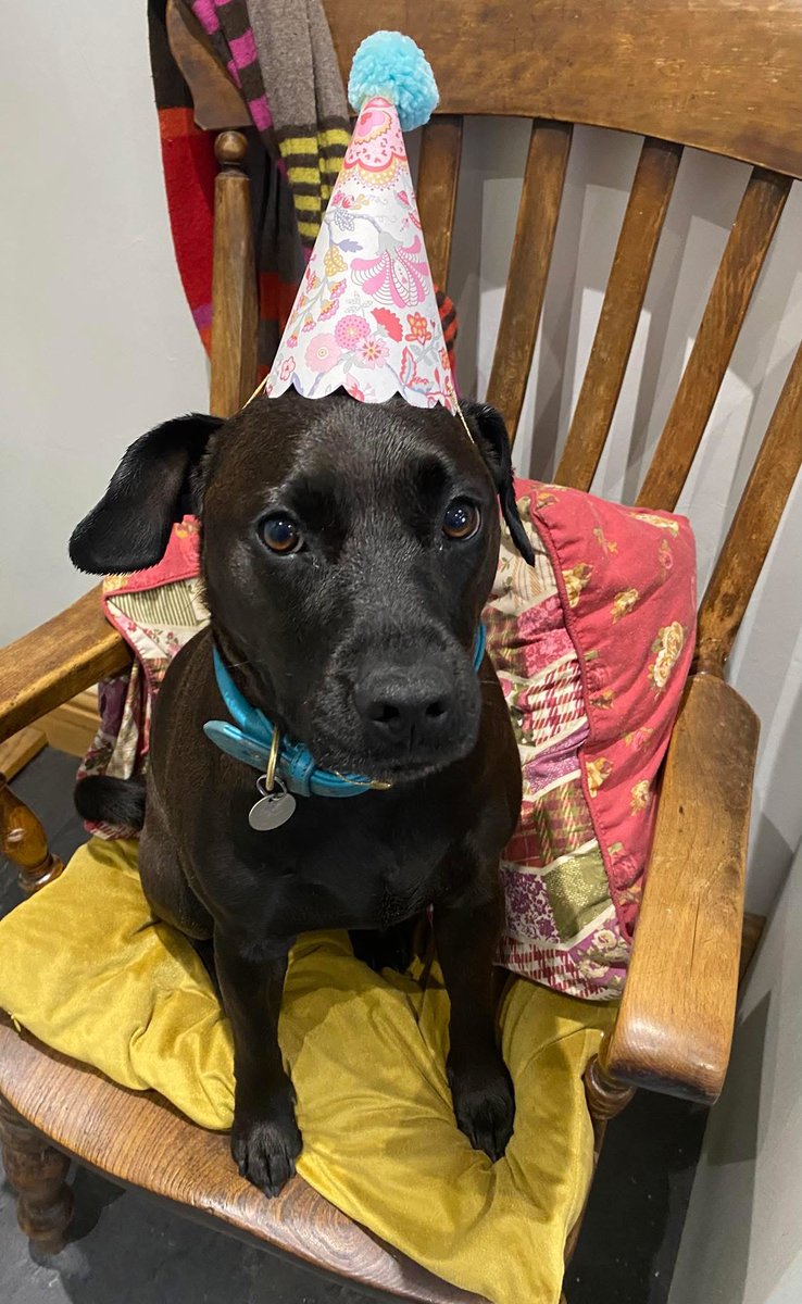 MissingPetsGB's tweet photo. 🐕 Please share to help find #missing DANIEL with LEAD ATTACHED
DAN is a Patterdale Terrier lost on a walk morning of 20 January 2026 in Bleadon Uphill Purn area Weston-super-Mare, #Somerset #BS24
Any sightings please call immediately. DO NOT CHASE OR TRY TO CATCH IF SEEN https://t.co/BBmPhXMZHg
