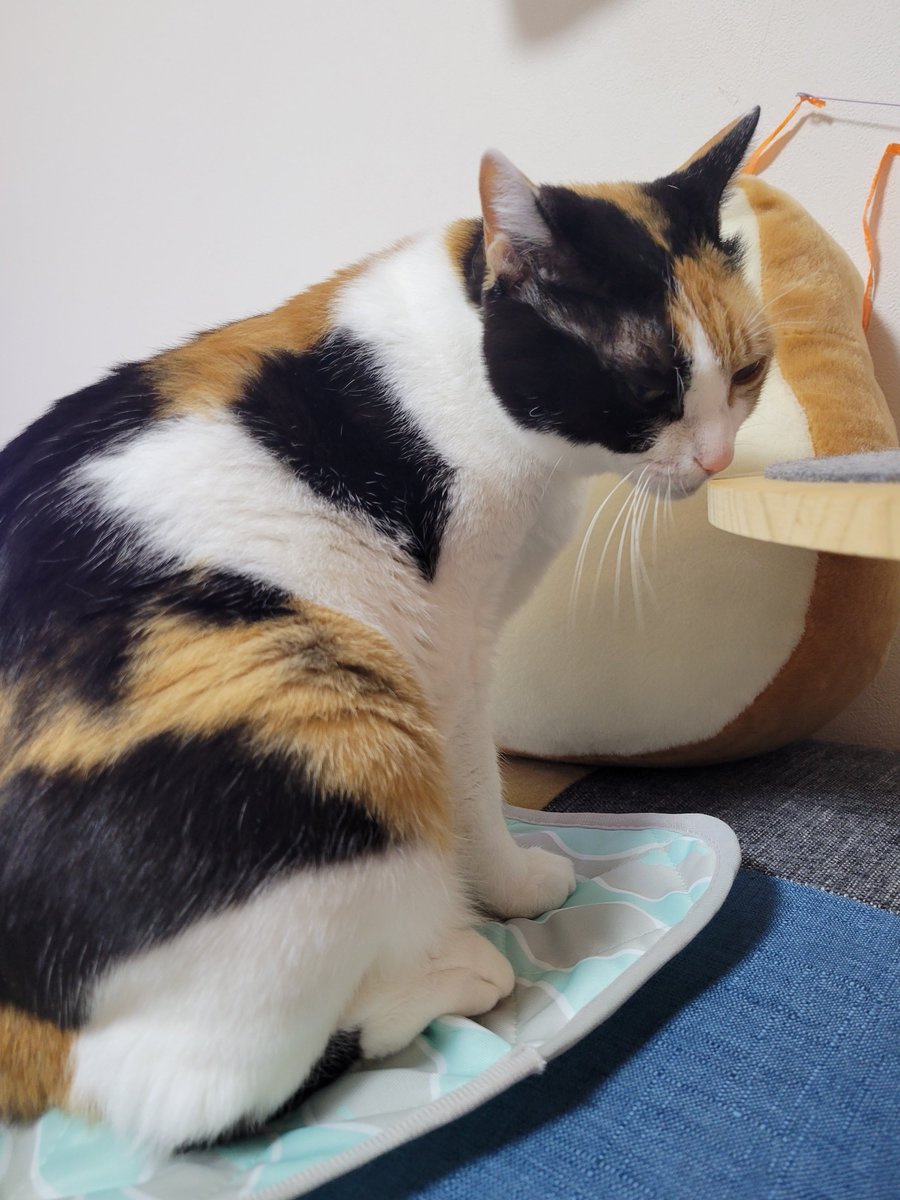 pushu_gubi's tweet photo. スン…スリッ https://t.co/7U0CfDfssM