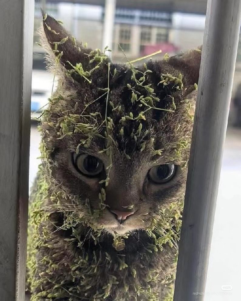 No Context Cats tweet media