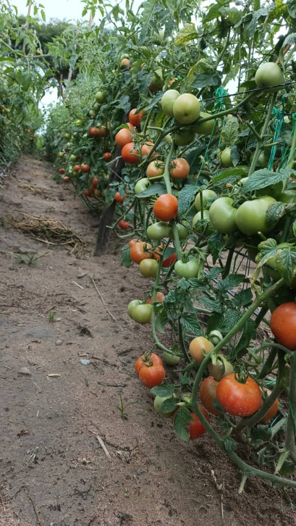 TheSeedlingHub's tweet image. We love hearing feedback  from our customers! 

Star 9037 and Trinity  by Lingaz Trading. " l grew them in an open field in crowhill. Rains are disturbing my spraying regime but they fortunately they haven't been much affected by blights or rain related diseases. Just