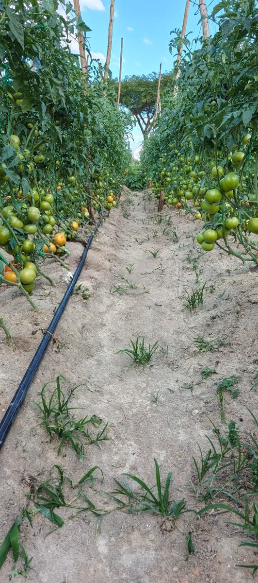 TheSeedlingHub's tweet image. We love hearing feedback  from our customers! 

Star 9037 and Trinity  by Lingaz Trading. " l grew them in an open field in crowhill. Rains are disturbing my spraying regime but they fortunately they haven't been much affected by blights or rain related diseases. Just