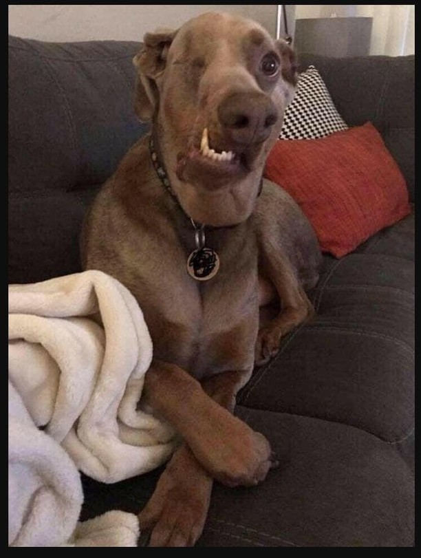 We just adopted this handsome boy today. 😊❤️Say Hi to Brownie.