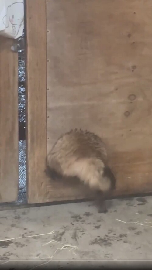 livedoornews's tweet image. 【スポン！】穴にはまっちゃった… 脱出までの一部始終をおさめた「たぬき動画」に24万いいね
news.livedoor.com/article/detail…

北海道にある「真駒内乗馬クラブ」がSNSに投稿。厩舎の扉にある丸い穴にはまってしまい、懸命に脱出する姿が話題に。一度は動きを止めて小休止するものの、諦めずに踏ん張った。