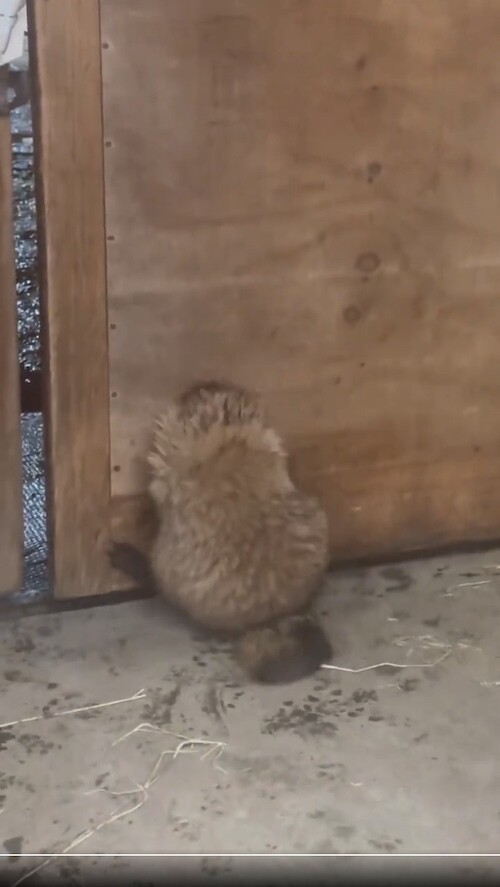 livedoornews's tweet image. 【スポン！】穴にはまっちゃった… 脱出までの一部始終をおさめた「たぬき動画」に24万いいね
news.livedoor.com/article/detail…

北海道にある「真駒内乗馬クラブ」がSNSに投稿。厩舎の扉にある丸い穴にはまってしまい、懸命に脱出する姿が話題に。一度は動きを止めて小休止するものの、諦めずに踏ん張った。