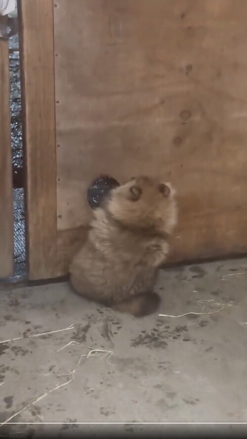 livedoornews's tweet image. 【スポン！】穴にはまっちゃった… 脱出までの一部始終をおさめた「たぬき動画」に24万いいね
news.livedoor.com/article/detail…

北海道にある「真駒内乗馬クラブ」がSNSに投稿。厩舎の扉にある丸い穴にはまってしまい、懸命に脱出する姿が話題に。一度は動きを止めて小休止するものの、諦めずに踏ん張った。