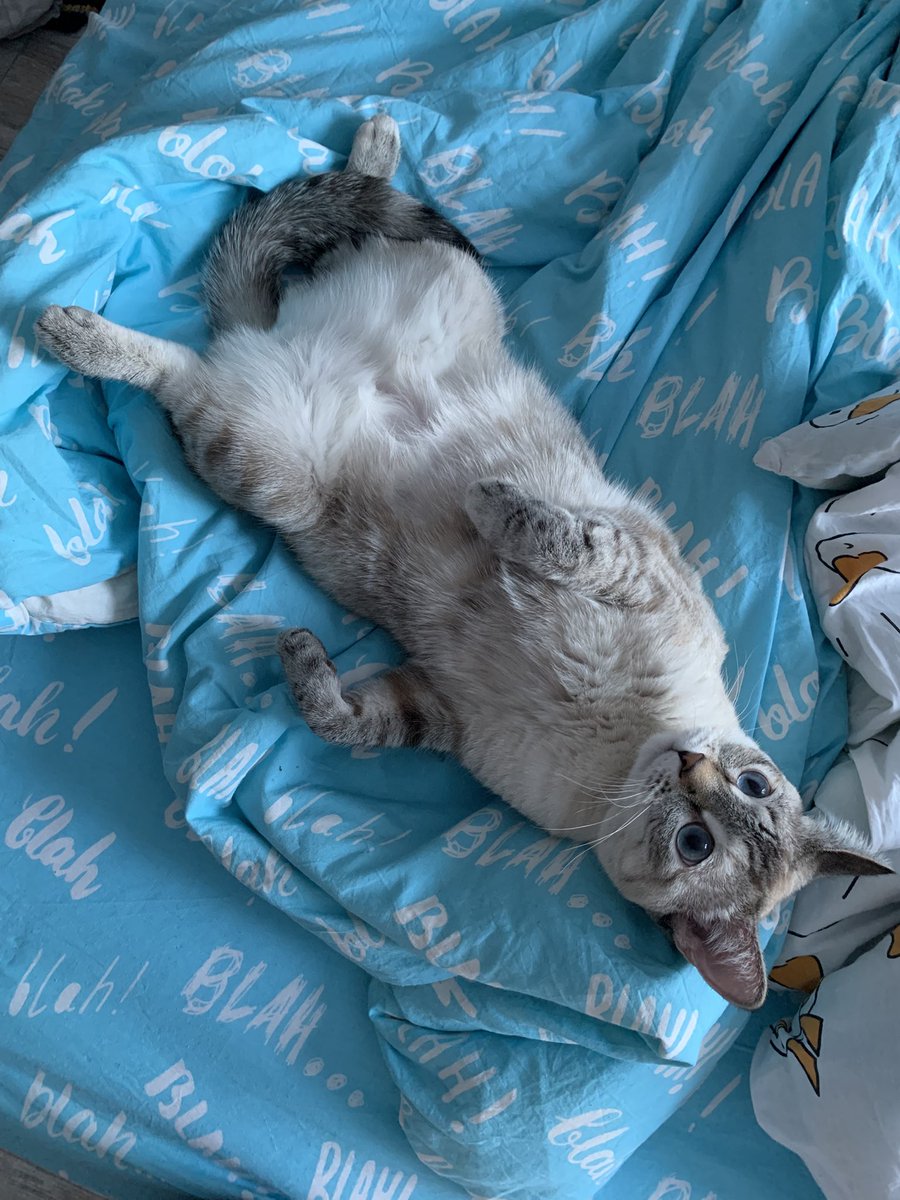 murrmason's tweet image. на улице -32, Сирша благостно валяется и показывает полосатое пузо, а мне придется утепляться и идти в страшную холодную наружу