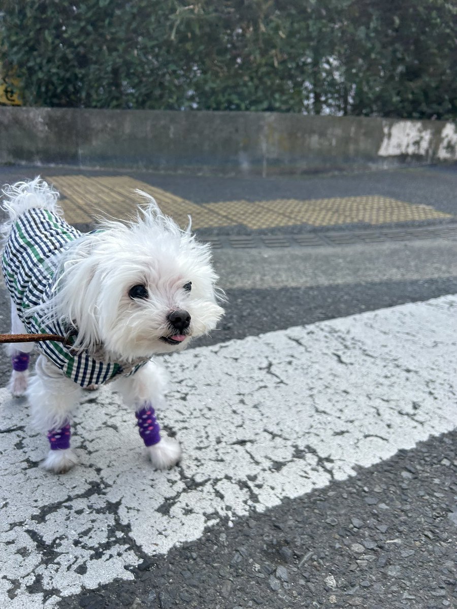 ハ二力ム tweet media