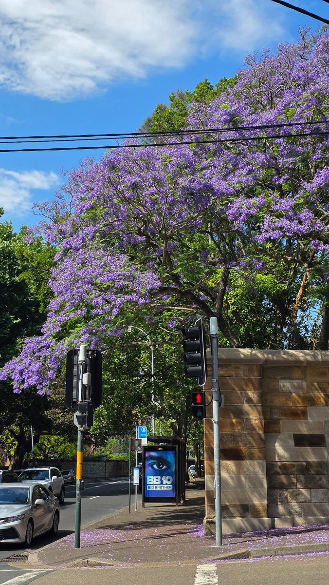 _maeil_'s tweet image. 유일하게 재방문했던 나라는 호주예요 

이민자들이 정착한 나라라 호주 음식이 따로 있는 건 아니지만 아시아 음식점이 많아서 한국인 입맛에도 잘 맞고요 

자연과 도시의 장점을 모두 갖추어서 장거리 비행만 괜찮다면 너무 좋은 나라예요👍