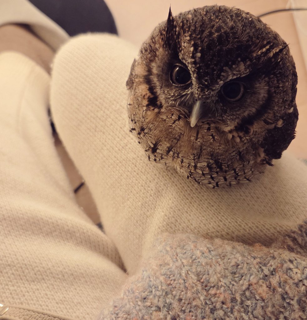まるこ tweet media