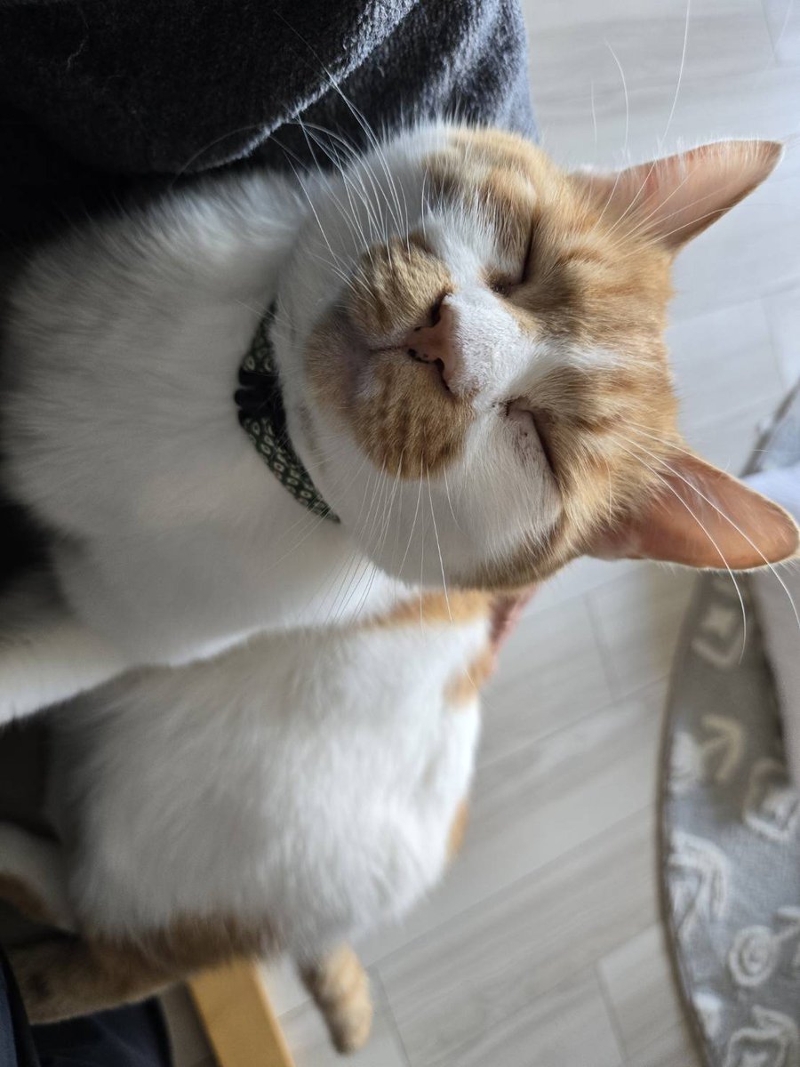 今夜の京都は雪かな？

パジャマの上でまぁるくなるお月嬢と
甘える最愛ボーイ

あったかい部屋でお留守番しててね
◟꒰◍ ´꒳` ◍꒱◞