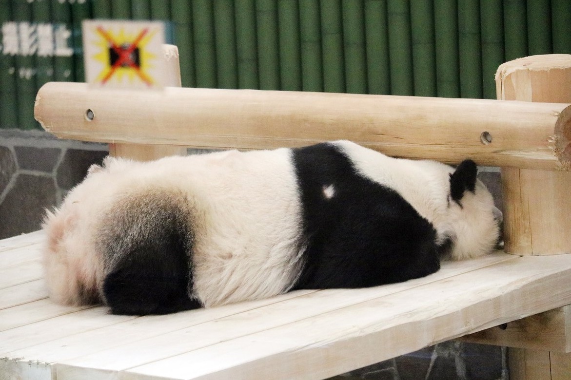 「寒い日はね、外に出ちゃダメよ」🐼✨️

#水曜日のお嬢様 #タンタン #パンダ #お嬢様の言葉 #タンタンさん