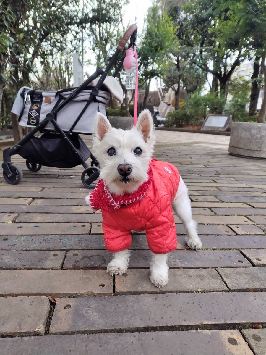 ちーちゃんですけどもっ第3巻予約発売中です❗️ (@ymc_cheezu