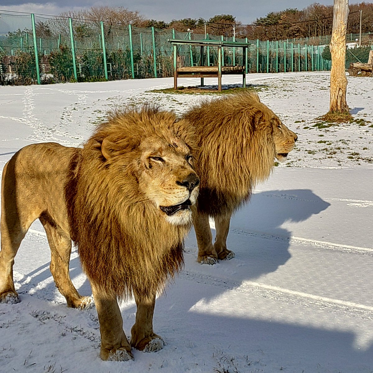 ❤️レア❤️愛らしいイエローペディグリーベア ベアコレクリア⑧ スマイルベア 19458 | オンラインショップ｜サザン