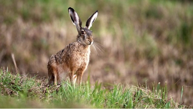 ifaw European Union tweet media