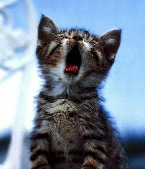 ☆•☆ Good morning and I wish you all a happy and peaceful Thursday. ❤️🕊🥰😻☕️🍀☀️👋 ☆•☆