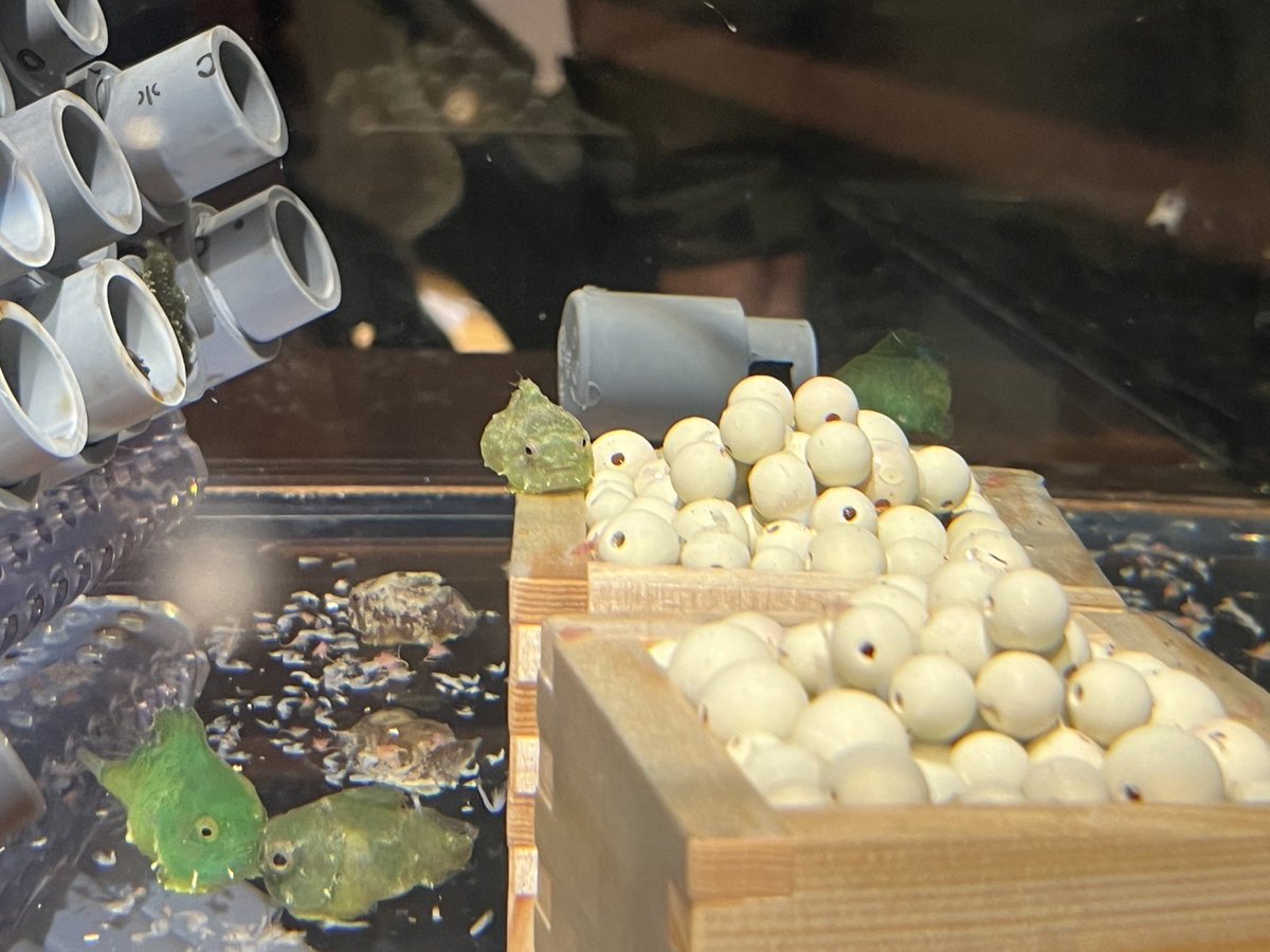 仙台うみの杜水族館】 「うみの杜節分」開催中！ 1階「内湾 恵みのうみ