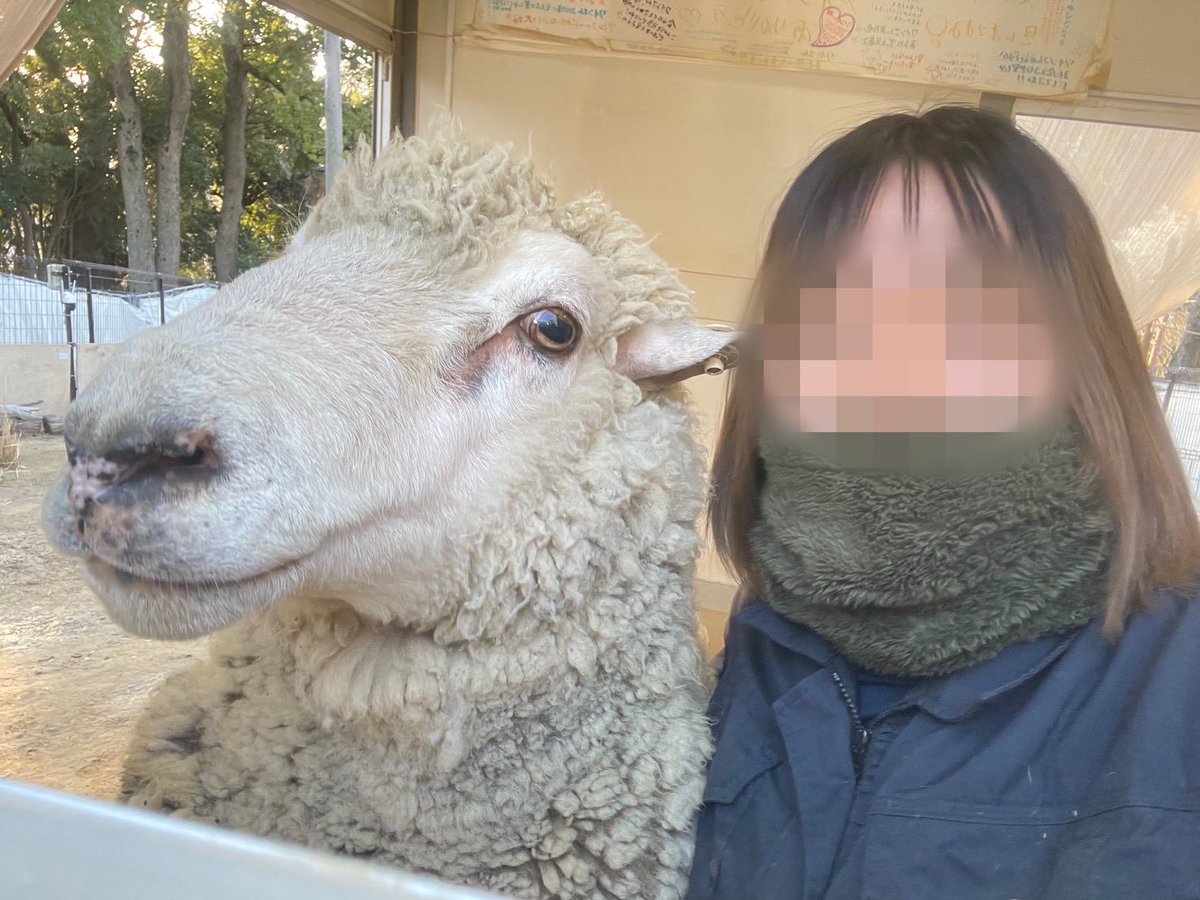 satsukiyama_zoo's tweet image. 飼育員(160cm)とほぼ同じ身長(？)のオス羊サク😂

合成でも看板でもなく本物の羊です🐑
体重は80kg近くある、甘えん坊の男の子です🐑

#五月山動物園
#羊