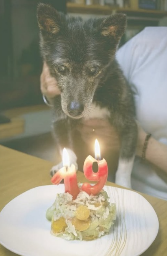 Never Forget Old Dogs Are Beautiful Too ❤️🥳🥹