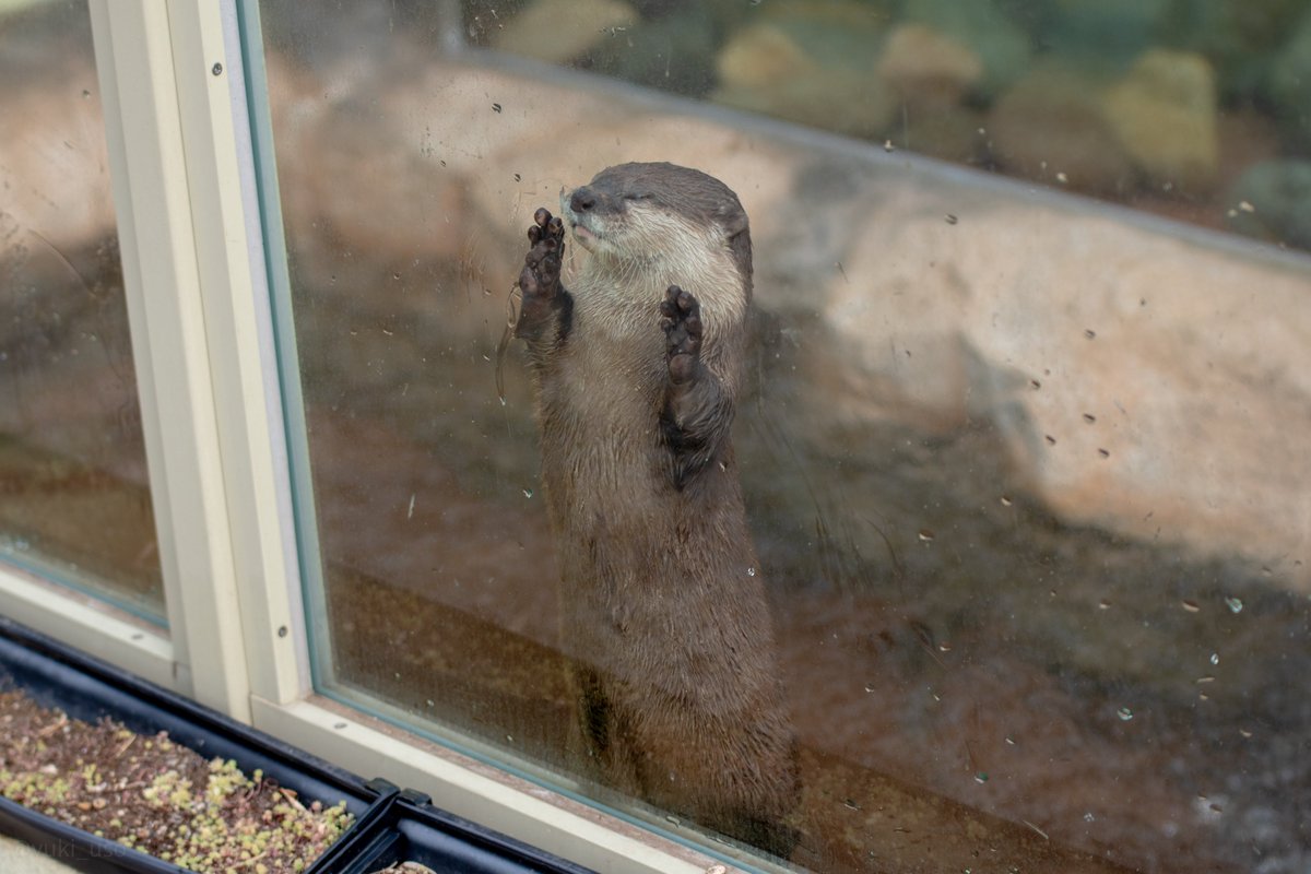 ゆきうそ (@yuki_uso) / Posts / X