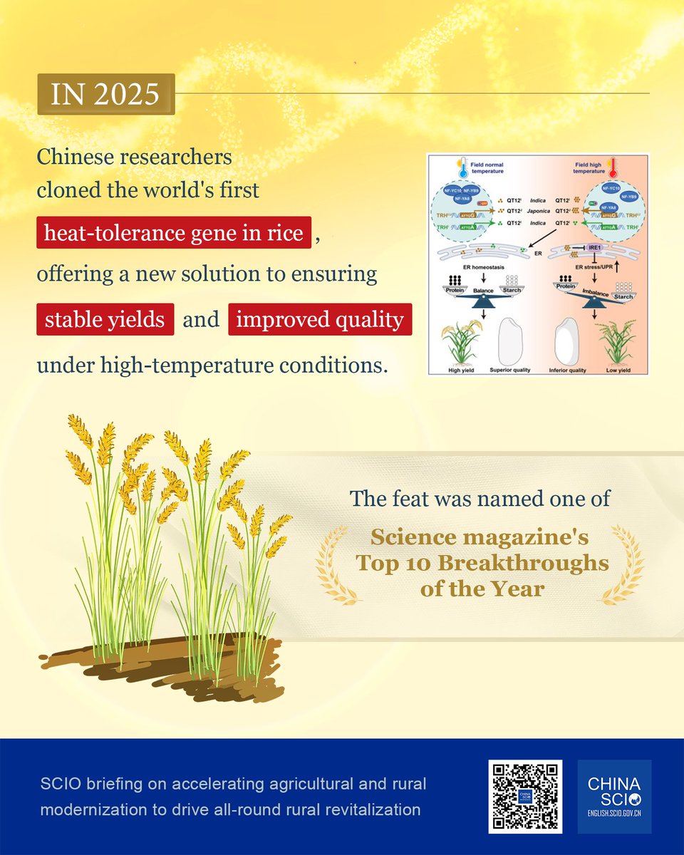 chinascio's tweet image. Chinese researchers have cloned the world's first heat-tolerance #gene in #rice, offering a new solution to ensuring stable yields and improved quality under high-temperature conditions.