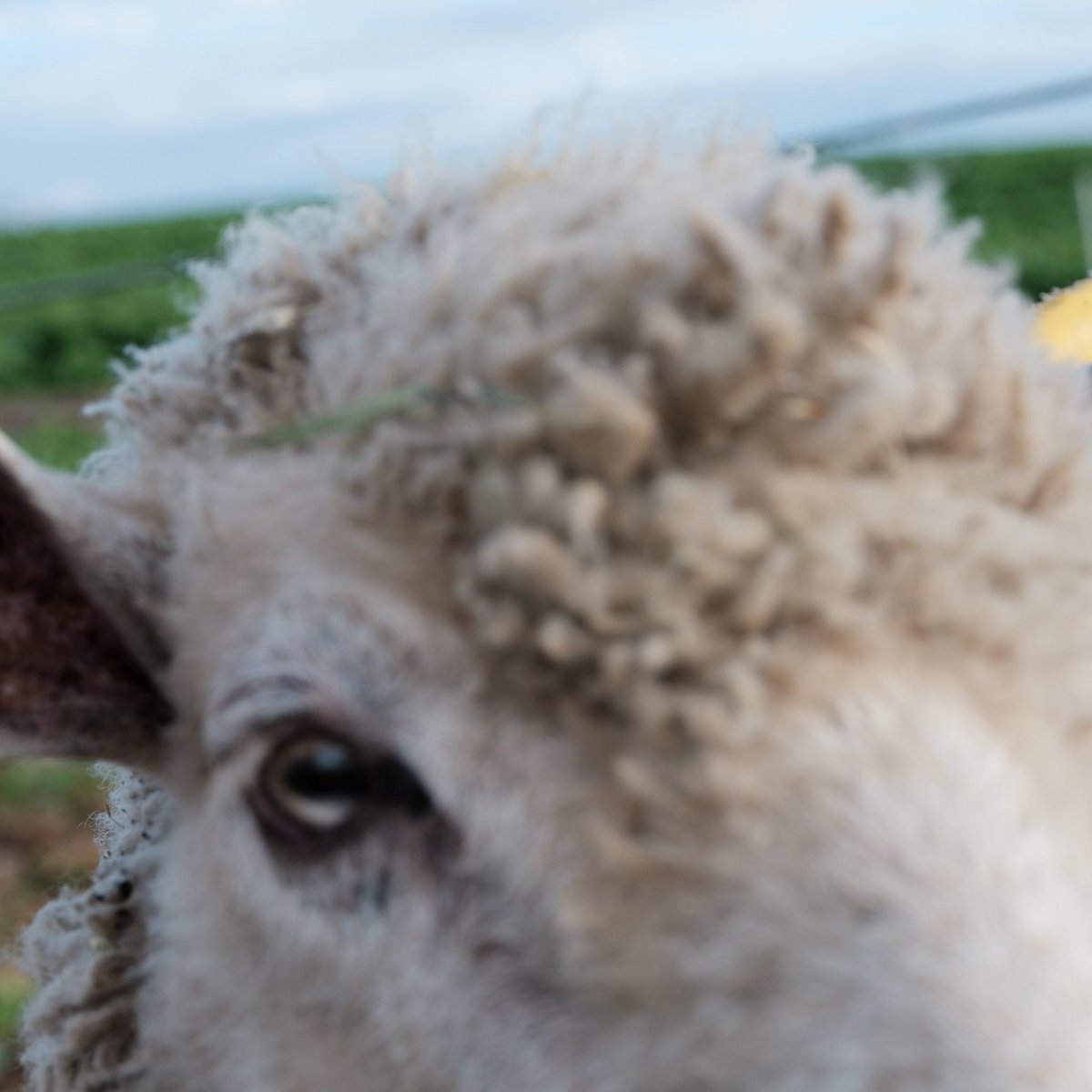 NoMENyeah's tweet image. NEWS❶
No.MEN 1st Album
"BAA, AS THE SHADOWS LOOM"
2026.03.18 リリース！！
そして、初のCD発売も決定！！🥳

NEWS❷
リリースに伴いアー写も新しくしました✨
Vlogも後々出すのでお楽しみに🎶

　　　　お知らせはまだまだ続く....