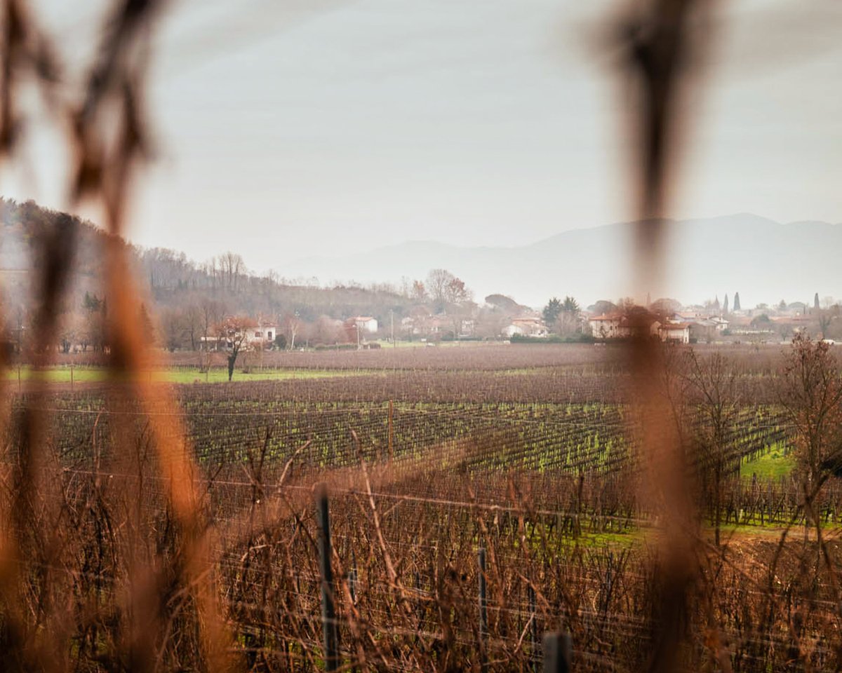 Attems_wines's tweet photo. Winter wraps the Friulian vineyards in an embrace of peace and anticipation.

#Attems #AttemsWines #Friuli #wine #winelovers #instawine #winetime #ilbuonodelfriuli https://t.co/v8FJNiLGZF