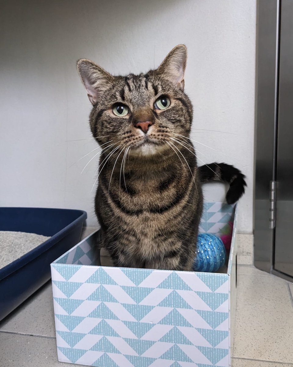 Battersea_'s tweet image. In winter, cats often take shelter from the cold in garden sheds and become trapped. Make sure you check before you lock up your shed to ensure your cat (or someone else's!) hasn't followed you in. 🐱⁣
⁣
Have you ever found a cat hiding somewhere unexpected? Tell us below 👇