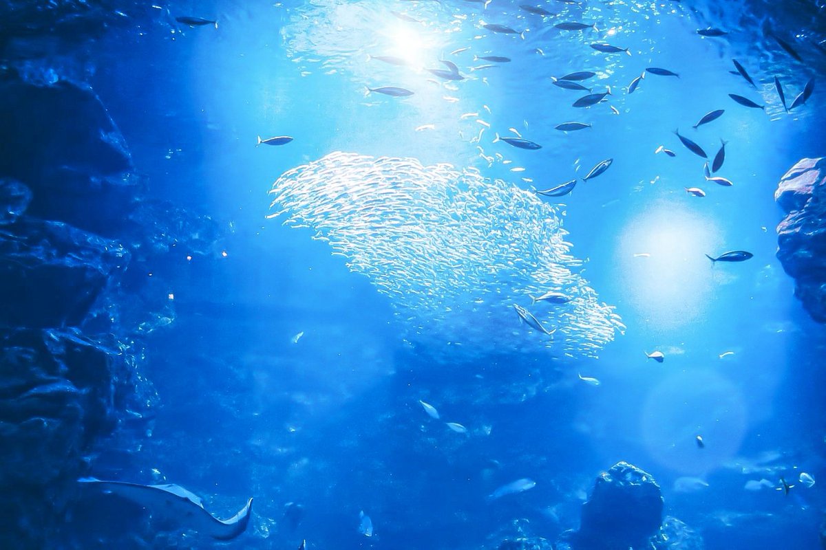 Sorani___Ao's tweet image. こんな世の中よりさ、水の中の方が
まだ息が出来る気がしたんだ。